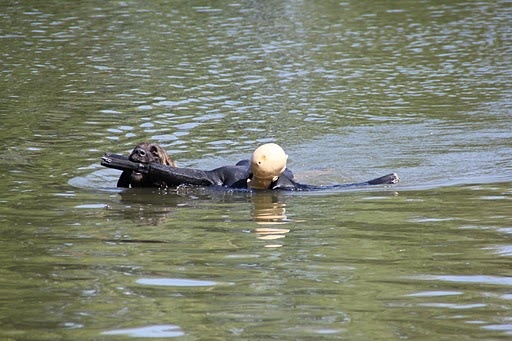 Constance-messidor Des Neiges de Chantelouve - 2ième Degré - Eliminée