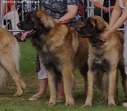 CH. Antonin-floreal Des Neiges de Chantelouve - 1er Excellent - Classe Ouverte - Meilleur Mâle