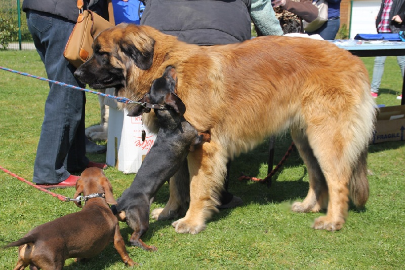Gervaise-fructidor Des Neiges de Chantelouve - TAN 19/20