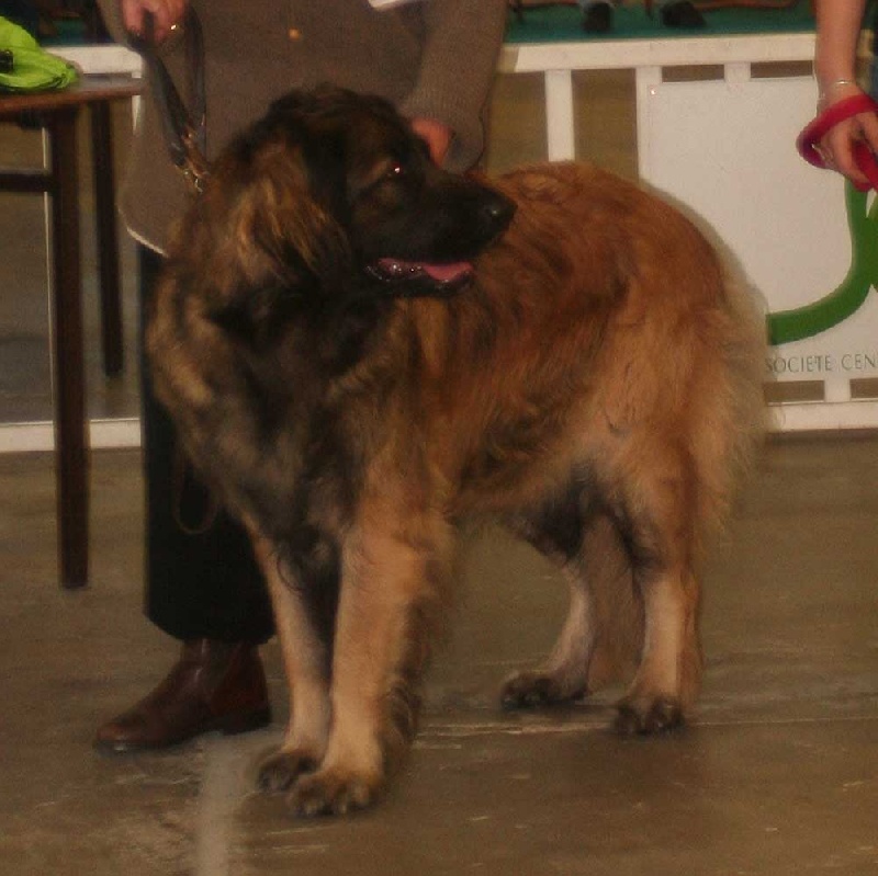 CH. Adèle-h floréal Des Neiges de Chantelouve - CACS-CACIB - 1er Excellent