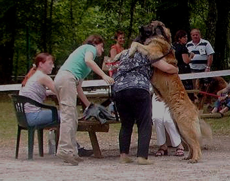 CH. Adèle-h floréal Des Neiges de Chantelouve - Excellent - Classe Ouverte