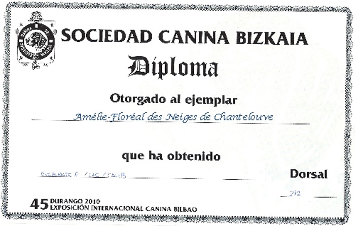 CH. Amélie-floréal Des Neiges de Chantelouve - 1er Excellent en COF - CACS-CACIB