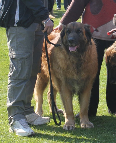 Uppeline Des lions du duc de normandie - Excellent Classe Vénérable