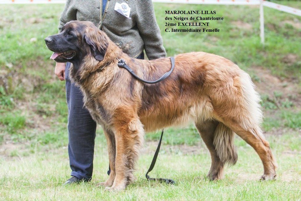 Marjolaine-lilas Des Neiges de Chantelouve - 2ème Excellent - CIF