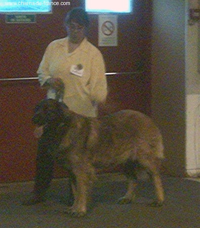 CH. Adèle-h floréal Des Neiges de Chantelouve - 3ième Excellent - Classe Ouverte