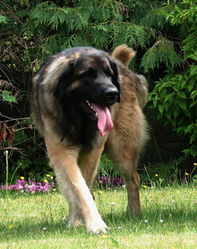 Etienne-ventôse Des Neiges de Chantelouve - TAN obtenu