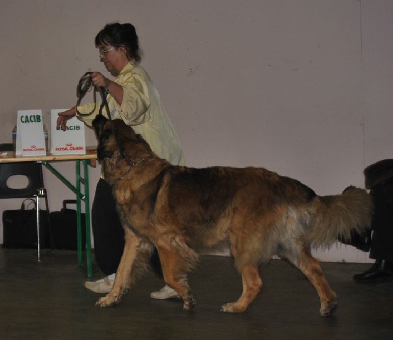 CH. Amélie-floréal Des Neiges de Chantelouve - 1er Très Bon - COF