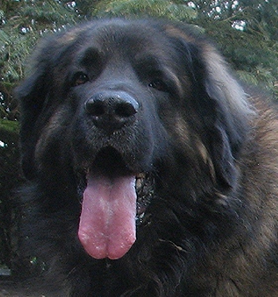 Etienne-ventôse Des Neiges de Chantelouve - 2ième Excellent - COM - RCACS-RCACIB