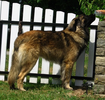 Etienne-ventôse Des Neiges de Chantelouve - 1er Excellent sélectionné - Meilleur mâle CIM