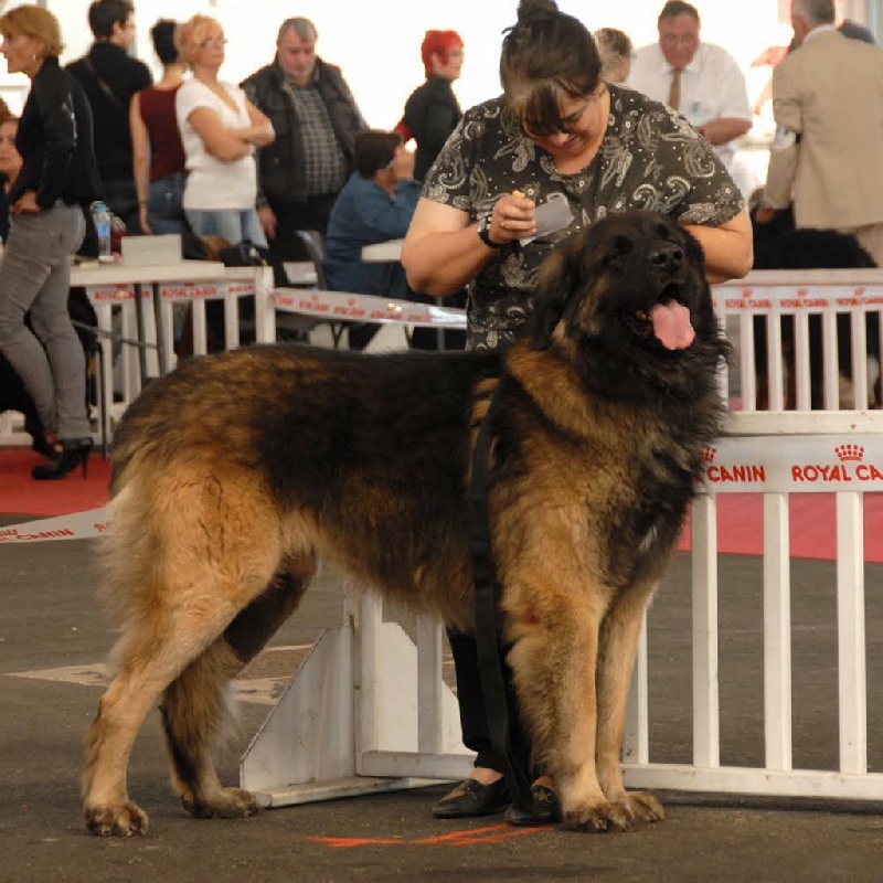 Etienne-ventôse Des Neiges de Chantelouve - 2ième Excellent - COM