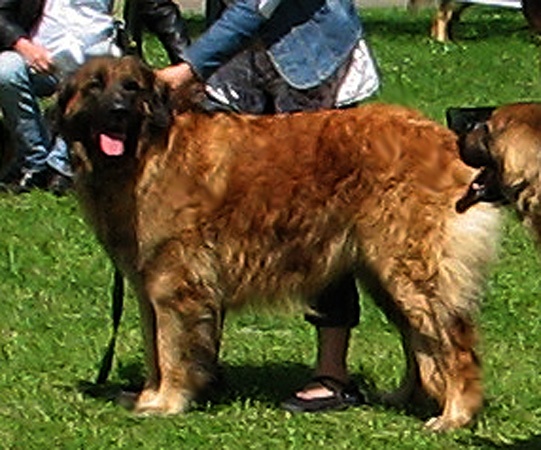 Uppeline Des lions du duc de normandie - 3ième Excellent - Classe Vétéran femelles