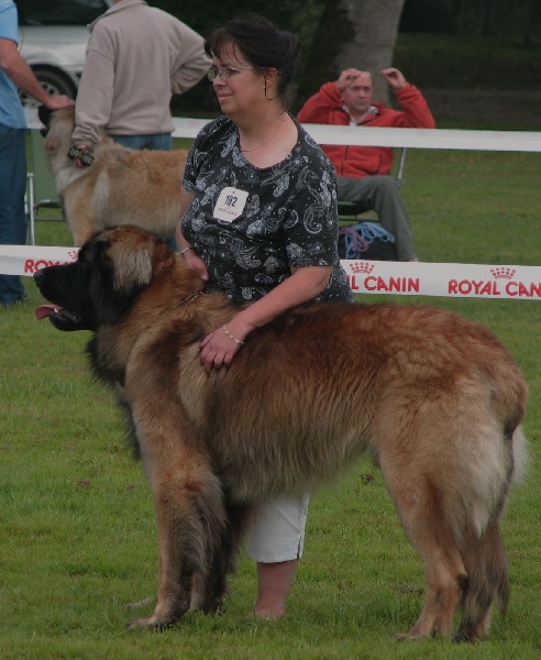 CH. Antonin-floreal Des Neiges de Chantelouve - Excellent - Ring d'Honneur