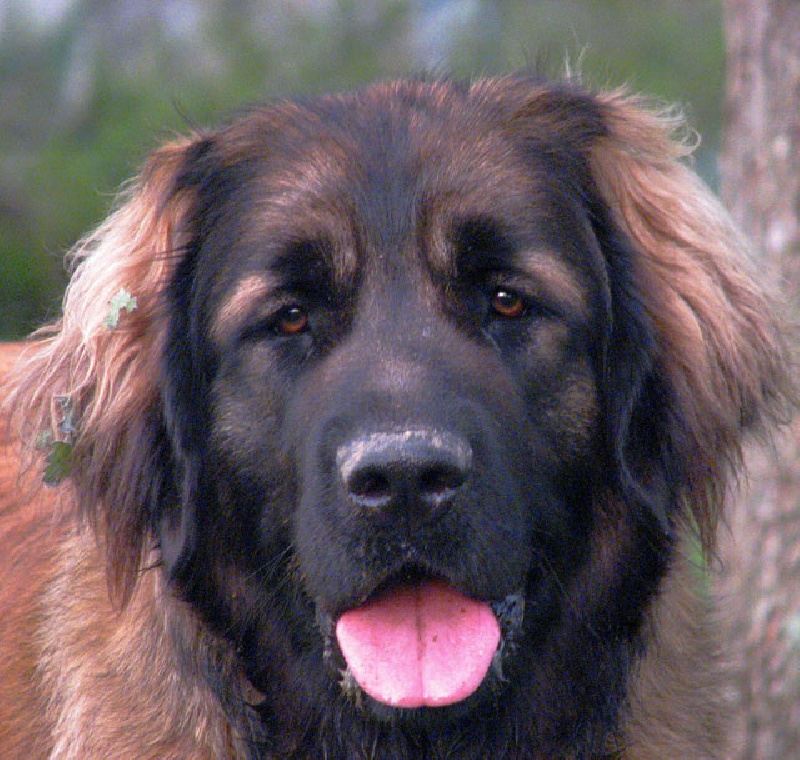 CH. Adèle-h floréal Des Neiges de Chantelouve - Excellent Sélectionnée - Meilleure tête du ring - Classe Ouverte