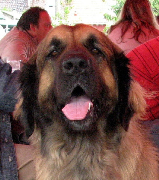 CH. Amélie-floréal Des Neiges de Chantelouve - Excellent