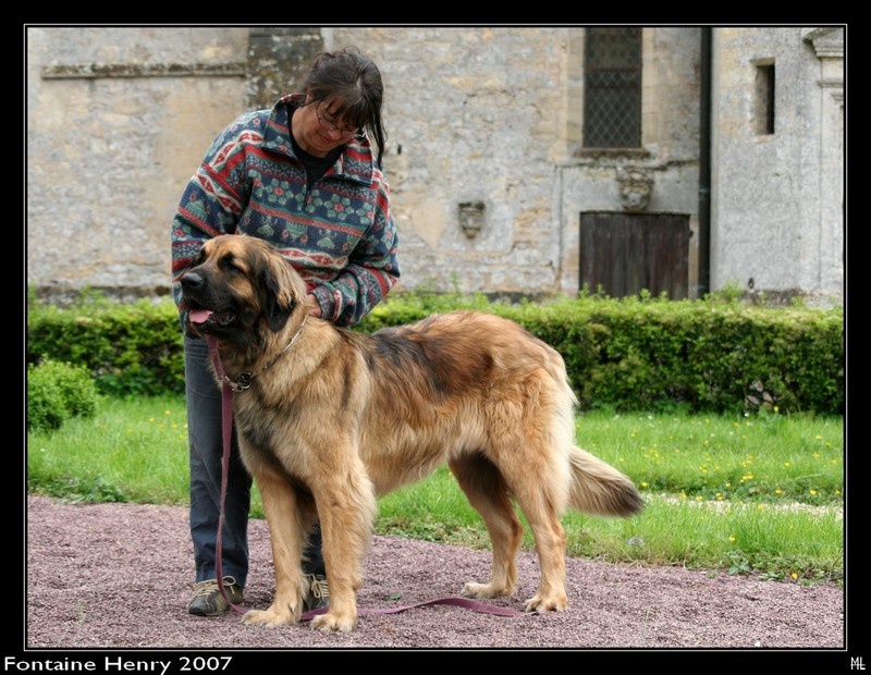 CH. Amélie-floréal Des Neiges de Chantelouve - Excellent - Classe Intermédiaire