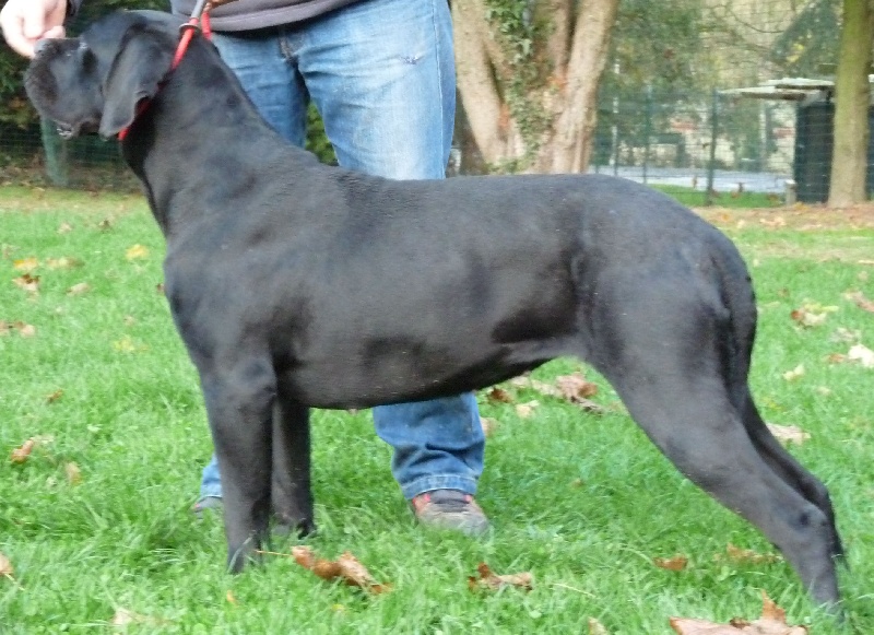 Diana ross Du Clos des Trois Rivières