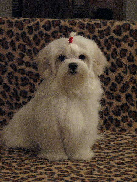 Publication : Valma's Signature Auteur : valerie pellerin