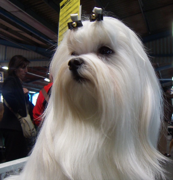 Publication : Valma's Signature Auteur : valerie pellerin