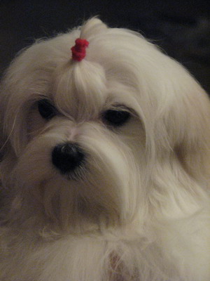 Publication : Valma's Signature Auteur : valerie pellerin