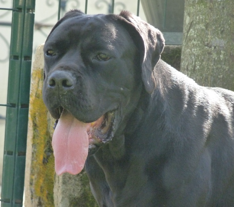 Diana ross Du Clos des Trois Rivières