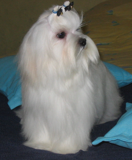 Publication : Valma's Signature Auteur : valerie pellerin