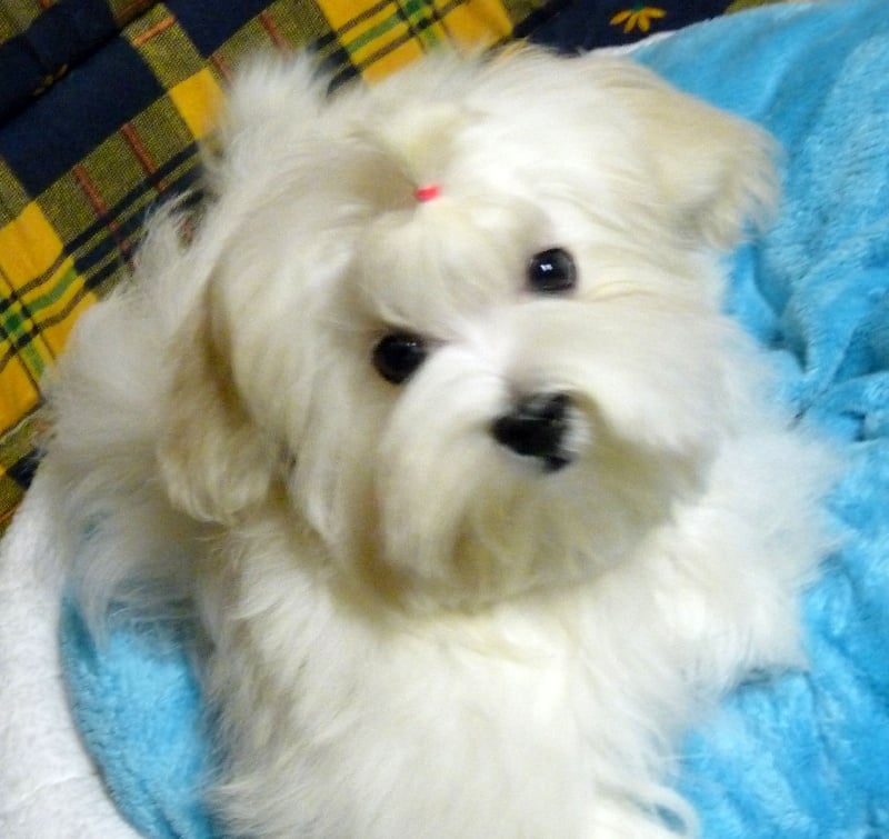 Publication : Valma's Signature