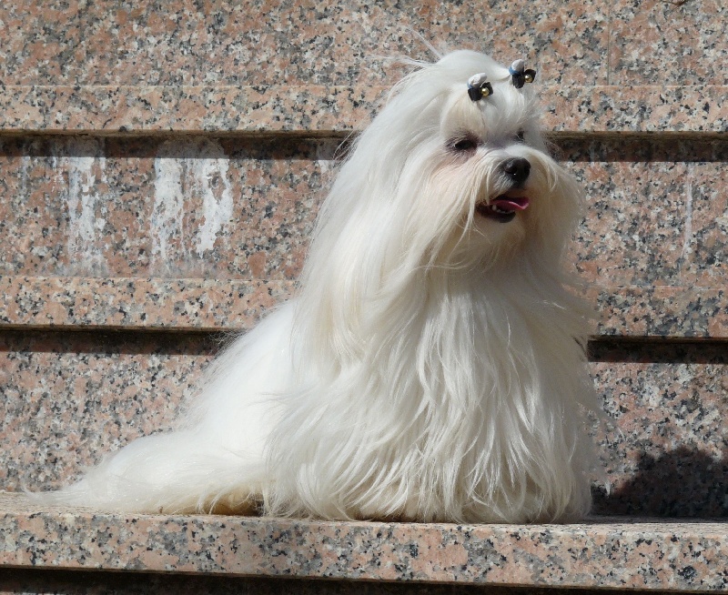 Publication : Valma's Signature Auteur : valerie pellerin