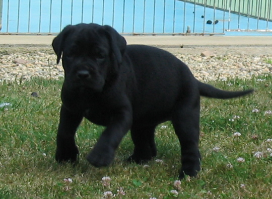 Diana ross Du Clos des Trois Rivières