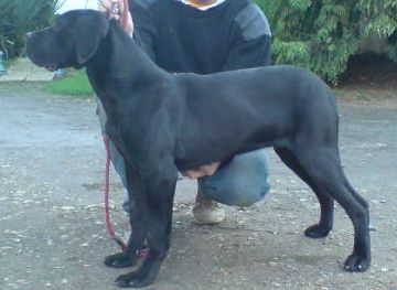 Diana ross Du Clos des Trois Rivières