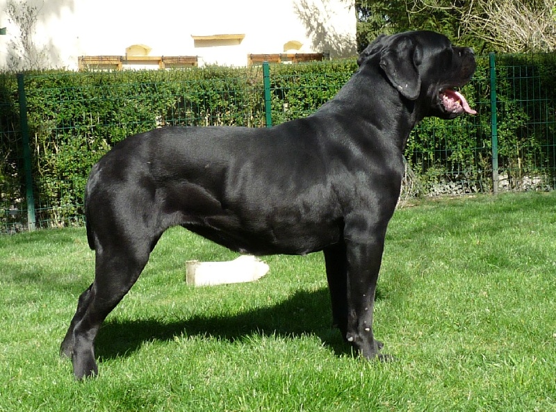 Diana ross Du Clos des Trois Rivières