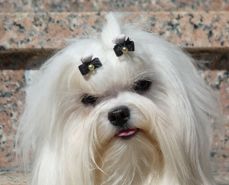 Publication : Valma's Signature Auteur : valerie pellerin