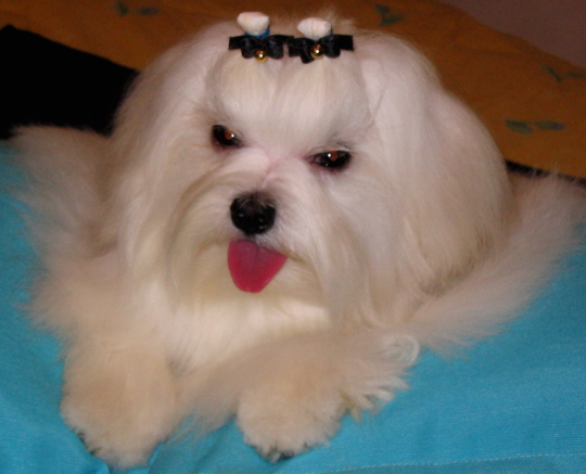 Publication : Valma's Signature Auteur : valerie pellerin