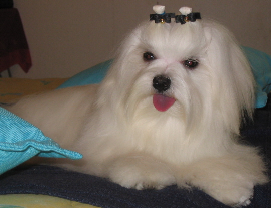 Publication : Valma's Signature Auteur : valerie pellerin