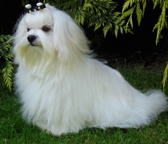 Publication : Valma's Signature Auteur : valerie pellerin