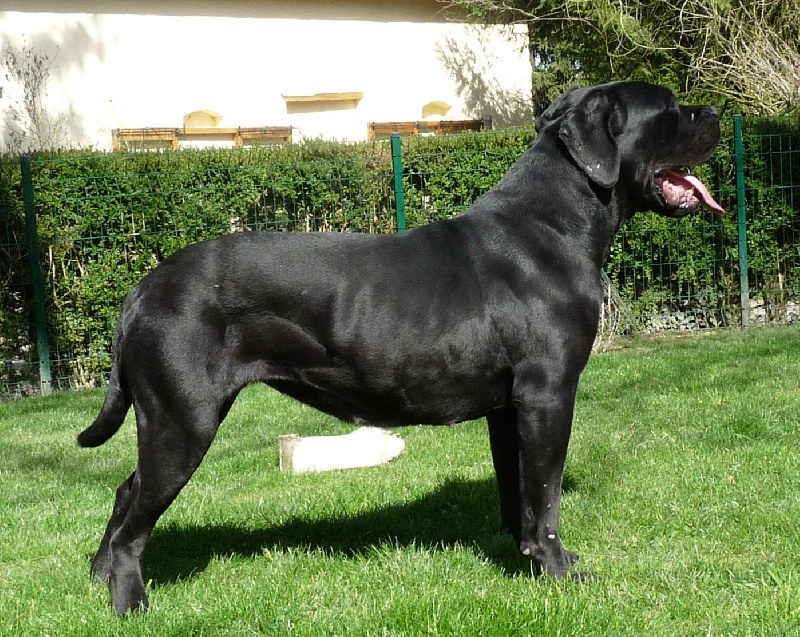 Diana ross Du Clos des Trois Rivières