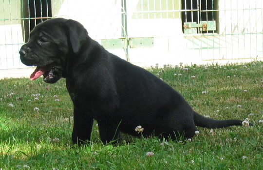 Diana ross Du Clos des Trois Rivières