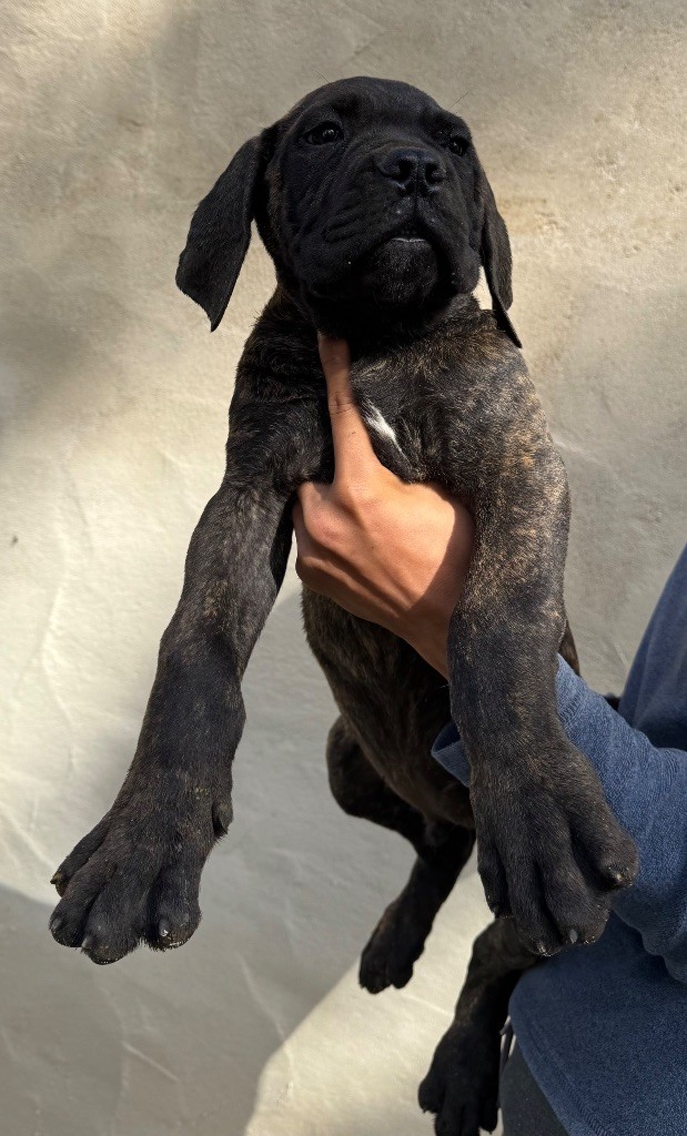 CHIOT 2 noir bringé