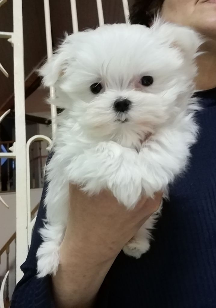 Chiot Bichon Maltais Chiot Miniature Male Disponible En Pays De La Loire 53 Mayenne Toutes Les Portees Les Chiots De Race Les Eleveurs Et Chiens De Race Sont Sur Chiens De France Com