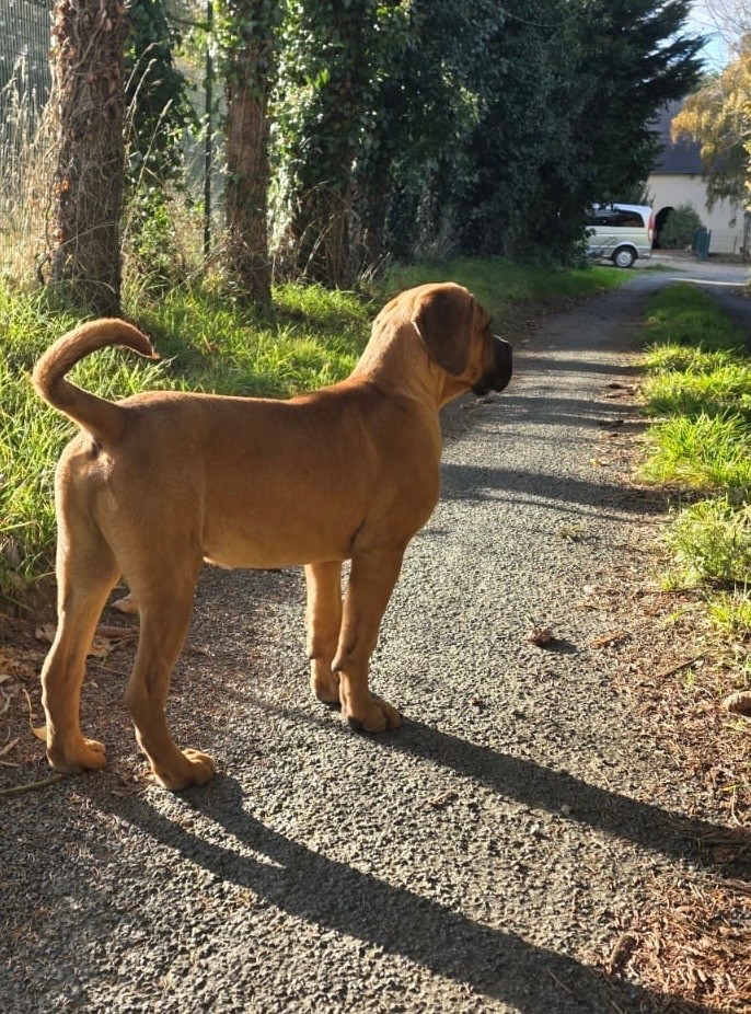 CHIOT 3 fauve masque noir