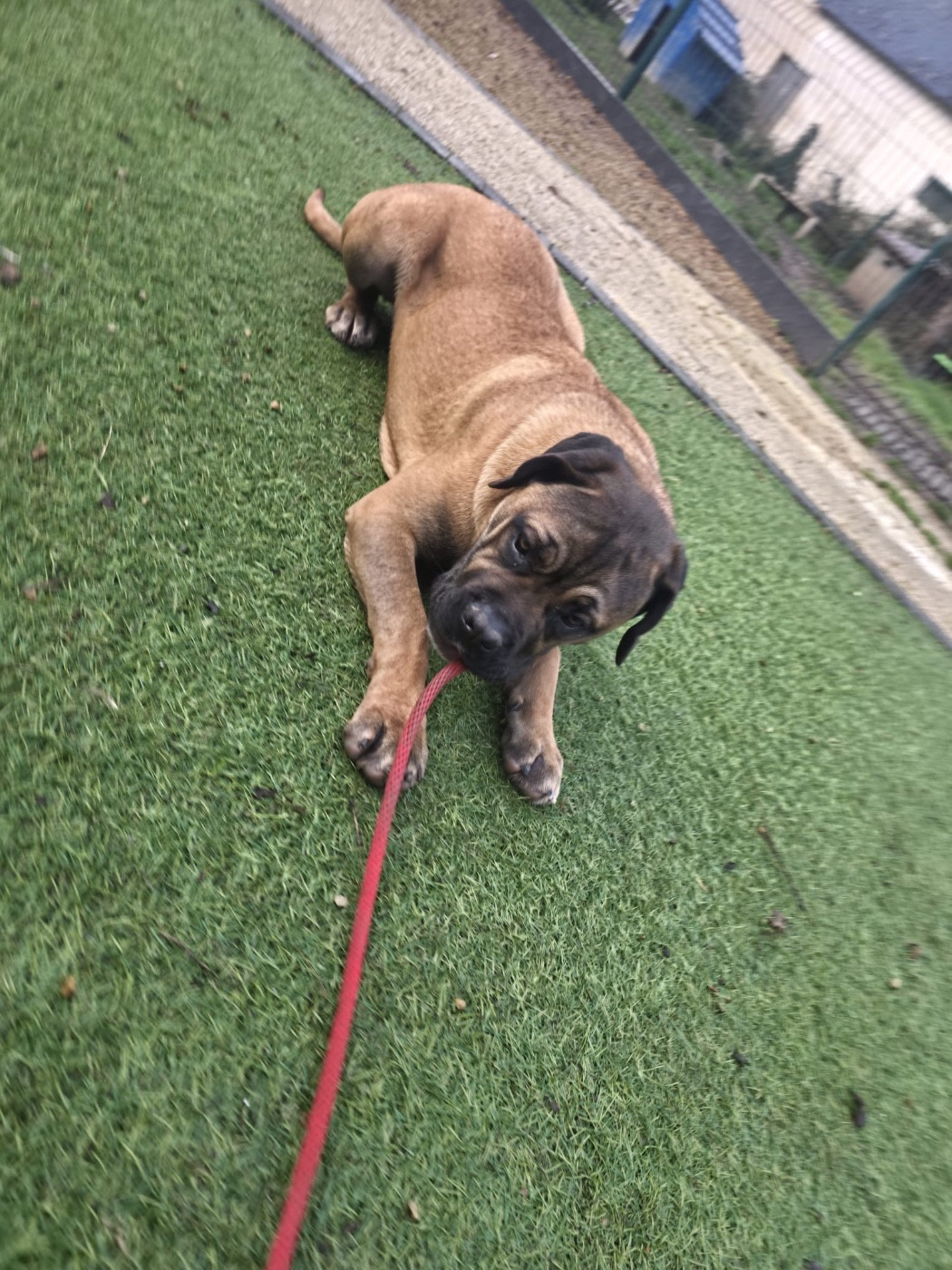 Cane Corso - Valma's Signature