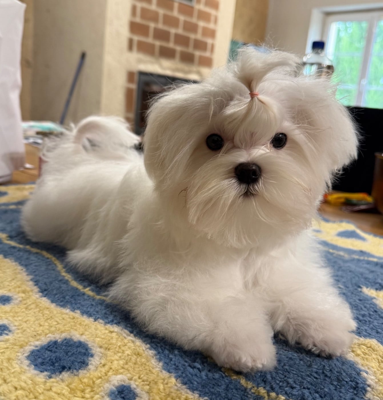CHIOT 3