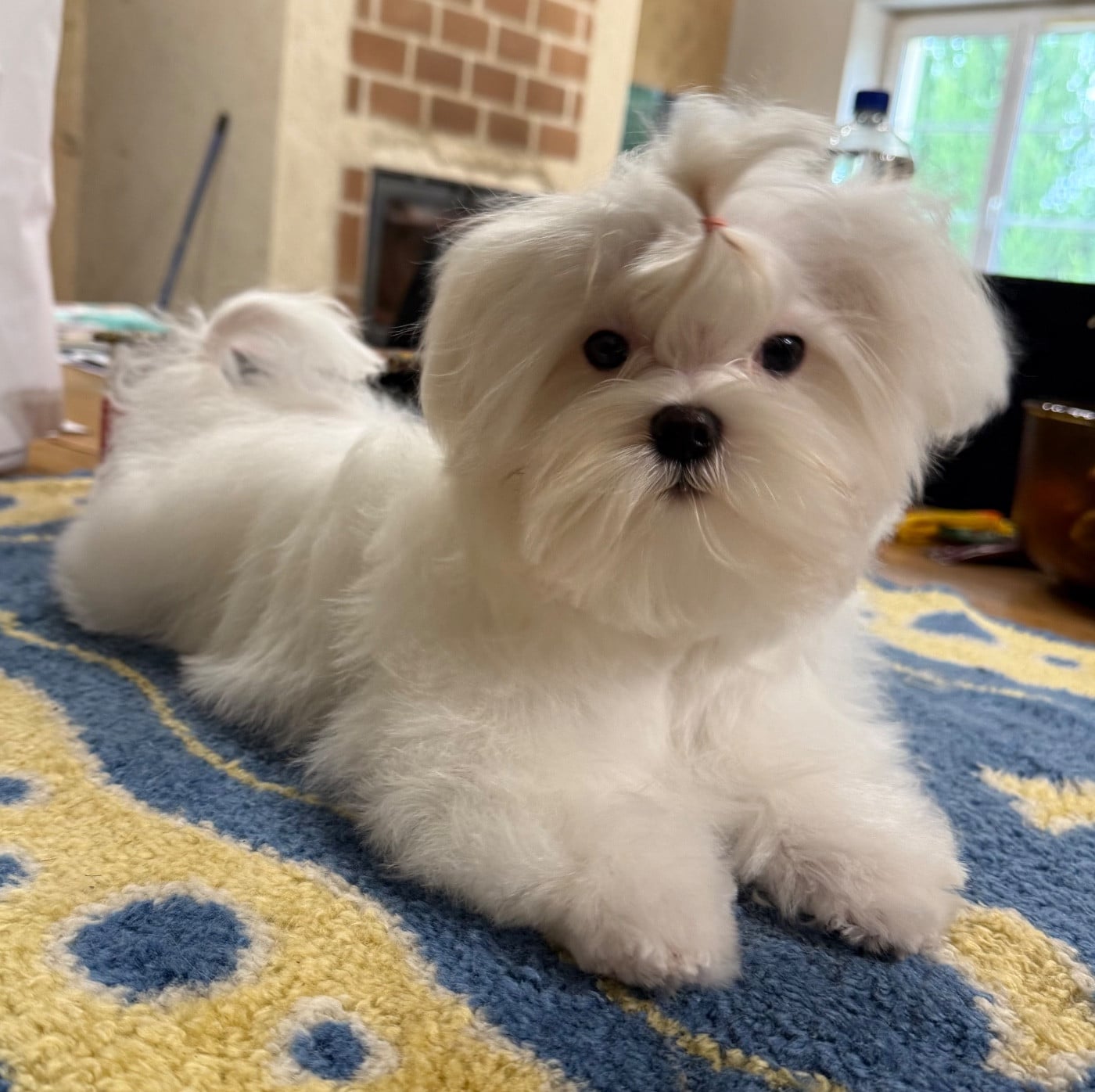 CHIOT 3