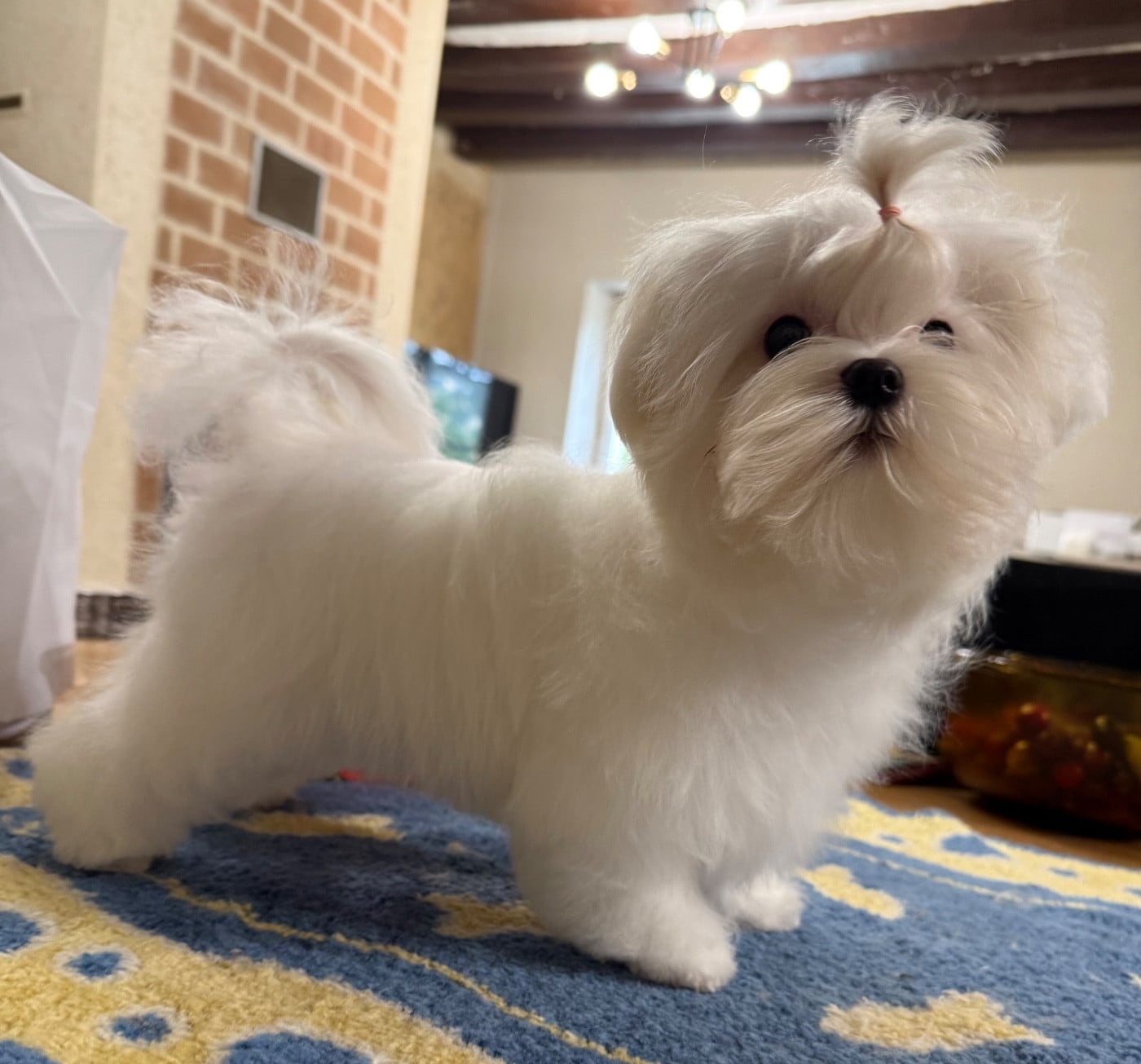 CHIOT 3