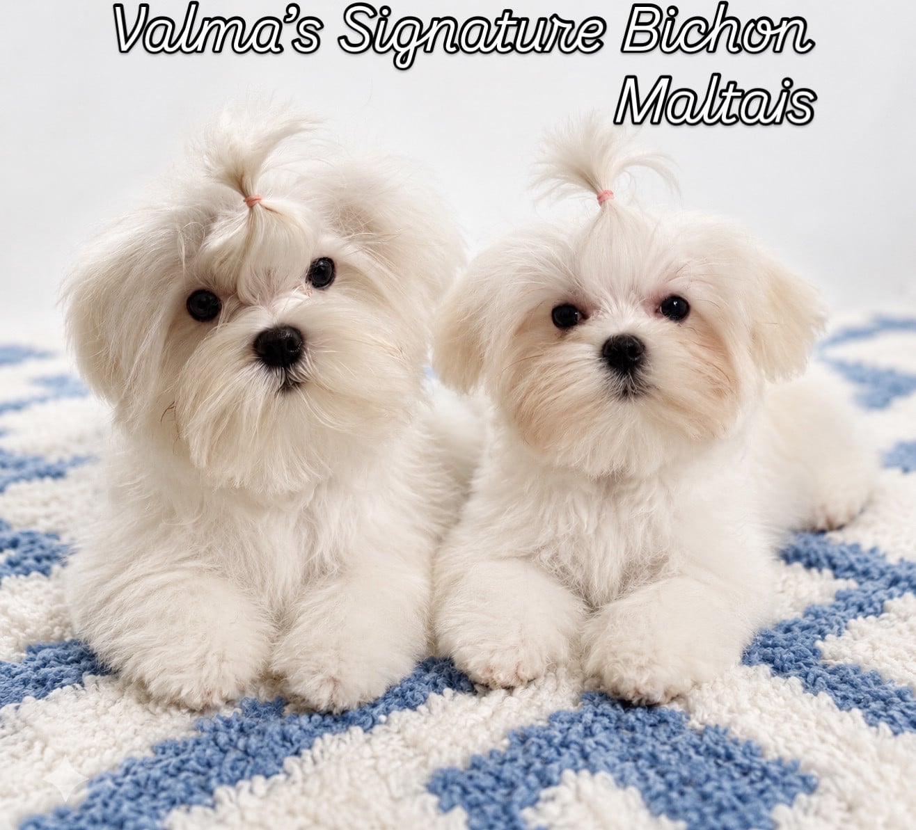 Bichon maltais - Valma's Signature