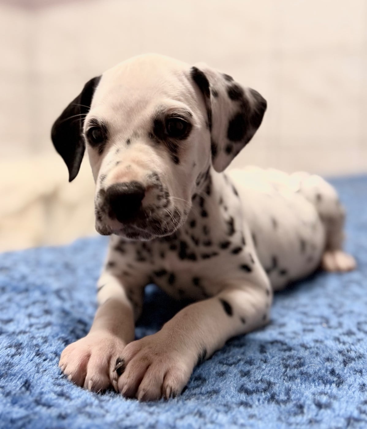 Chiot N°6