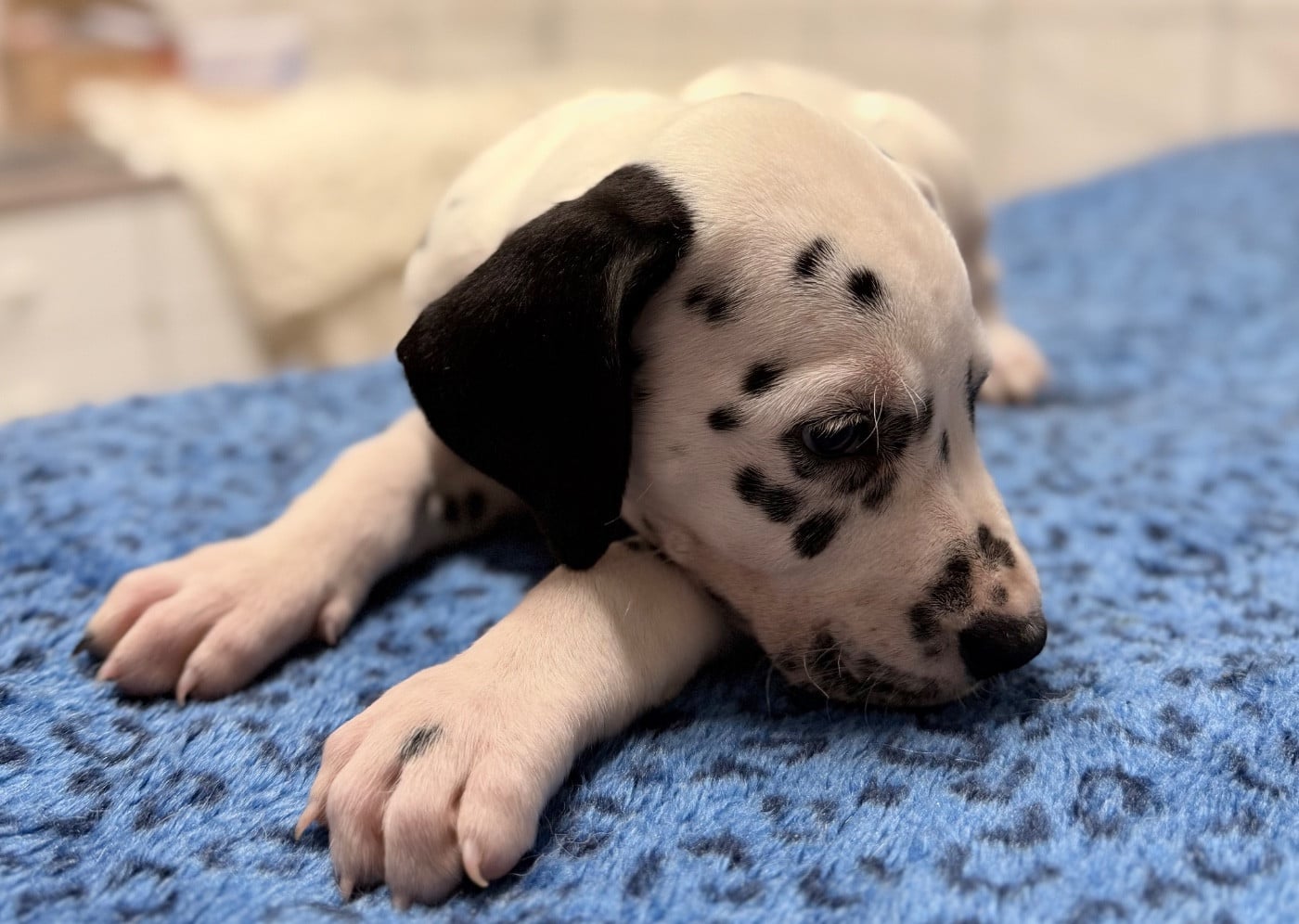 Chiot N°7