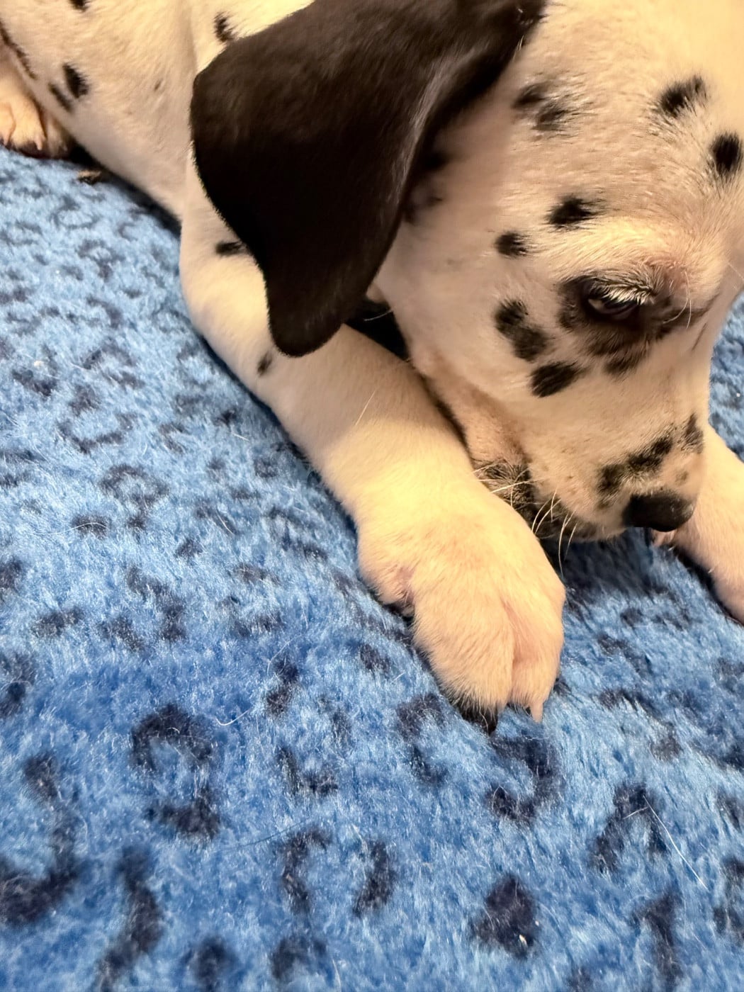 Chiot N°7