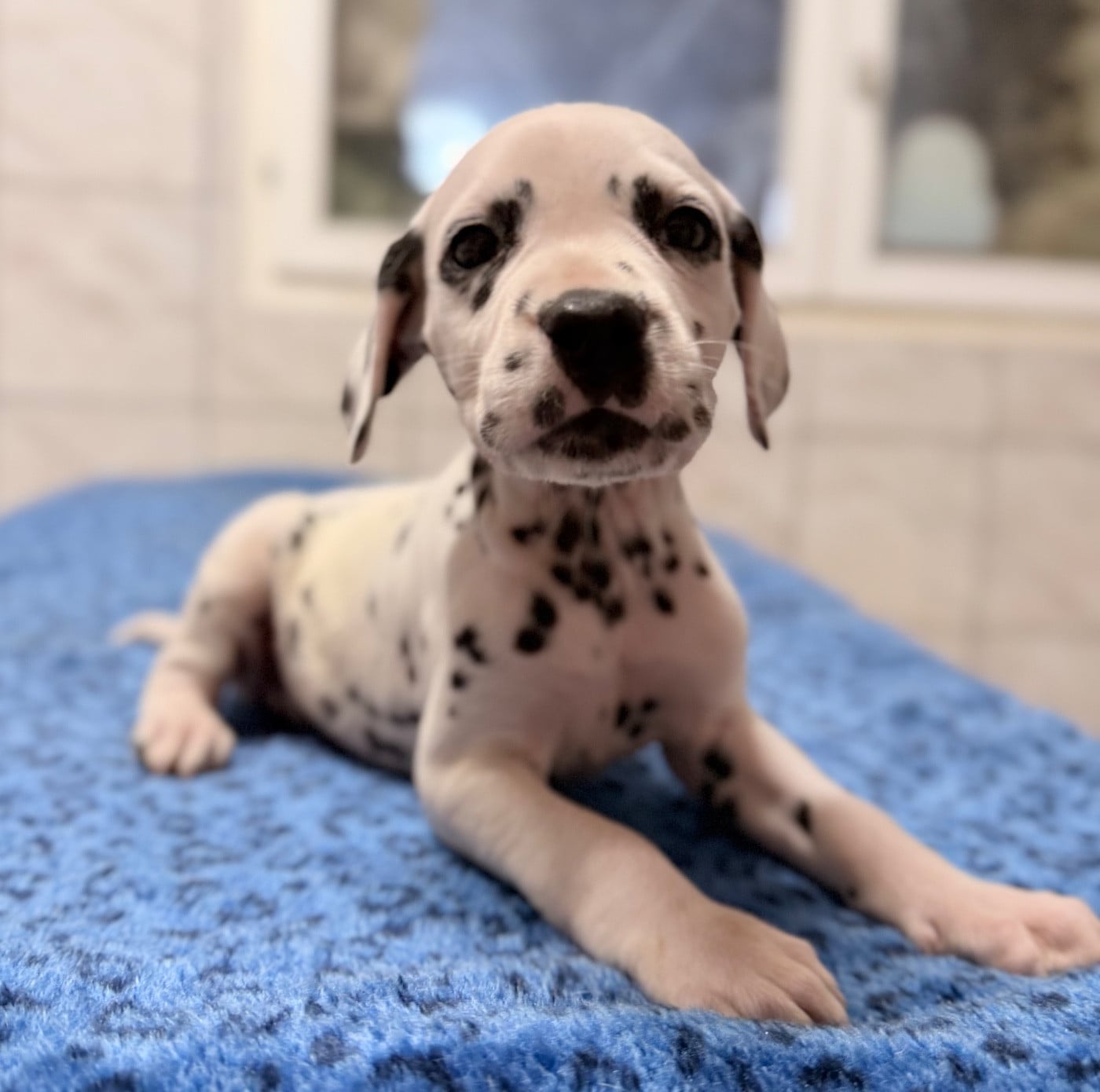 Chiot N°8