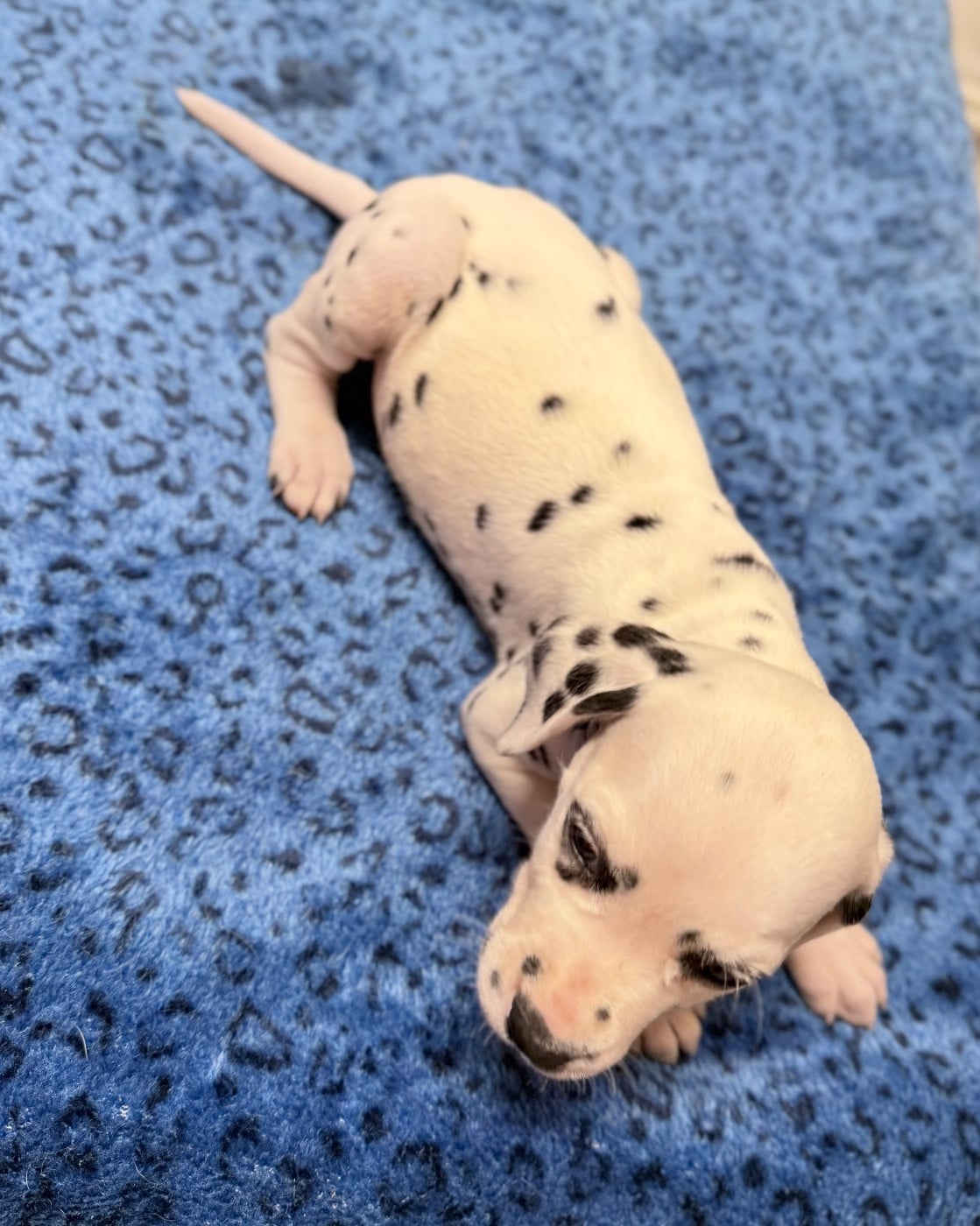 Chiot N°8