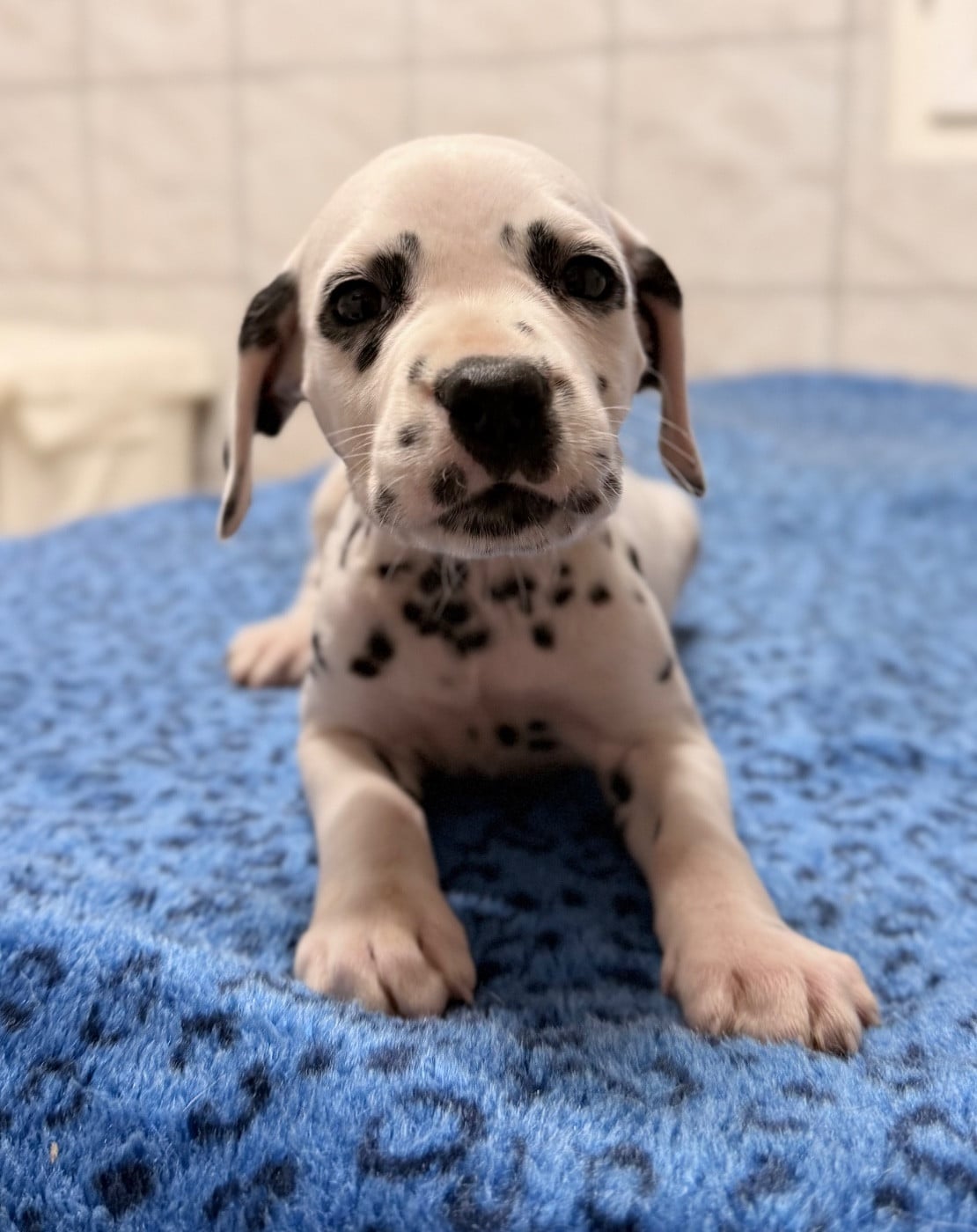 Chiot N°8